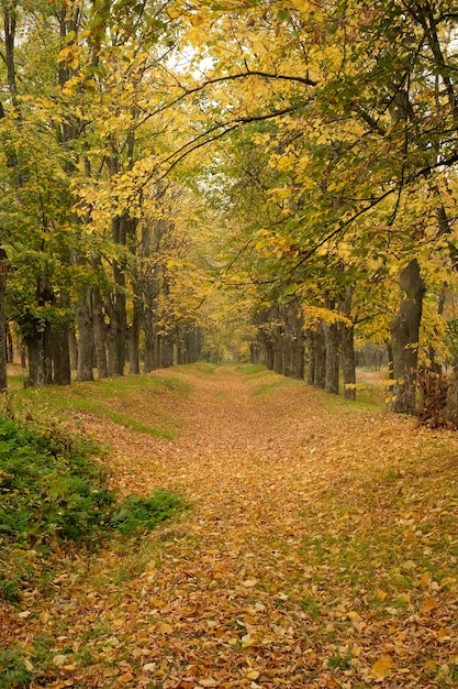 Trilha Na Floresta De Outono Estrada De Outono Foto Premium 3476