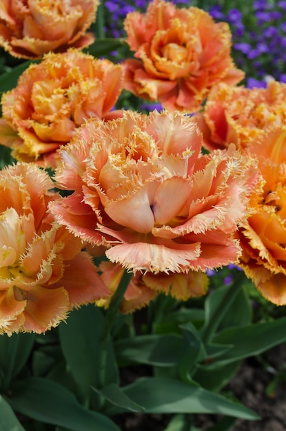 Tulipa de toque sensual. tulipa de pétala dupla laranja Foto Premium