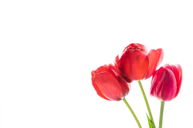 Tulipa flores sobre fundo branco, com espaço para seu texto ...