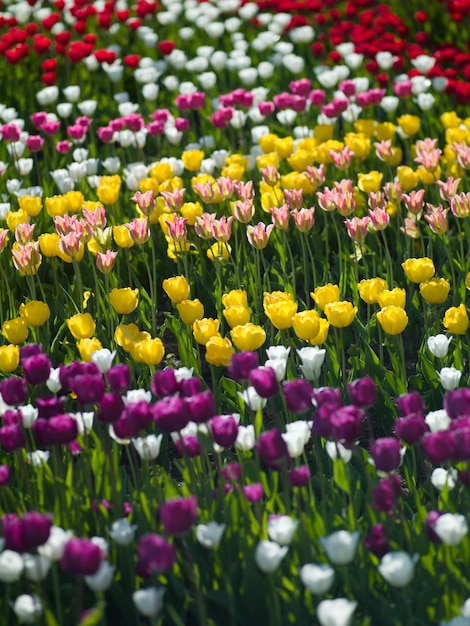 Tulipas De Aleek De Fotos De Cores Diferentes Ficam Lindas Foto Premium