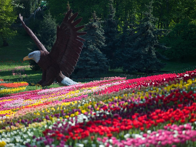 Tulipas De Aleek De Fotos De Cores Diferentes Ficam Lindas Foto Premium