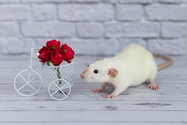 Um Lindo Ratinho Branco Senta Se Ao Lado De Um Buqu De Flores