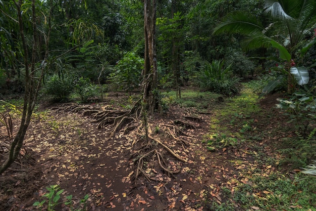 Waiting Game - Página 4 Uma-arvore-e-suas-raizes-servem-como-uma-bifurcacao-na-selva-da-costa-rica_47289-10