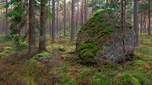 Uma Enorme Pedra Em Musgo Entre A Floresta De Pinheiros Do Norte Foto Premium