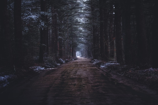 Uma Estrada Estreita E Lamacenta Em Uma Floresta Escura Foto Gr Tis