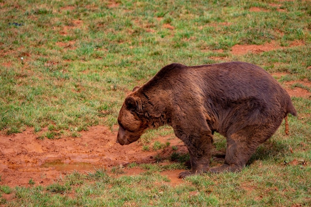 Urso Pardo Ursus Arctos Arctos é Uma Subespécie Do Urso Pardo Típico Da Europa Foto Premium 