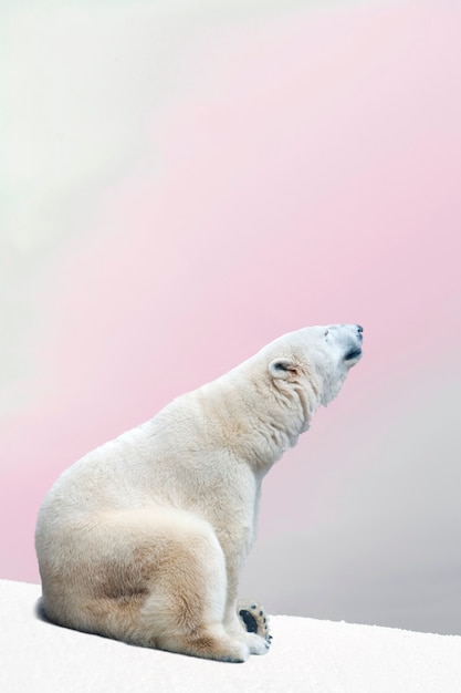Featured image of post Urso Polar Foto De Perfil Voltar para a galeria de fotos anterior