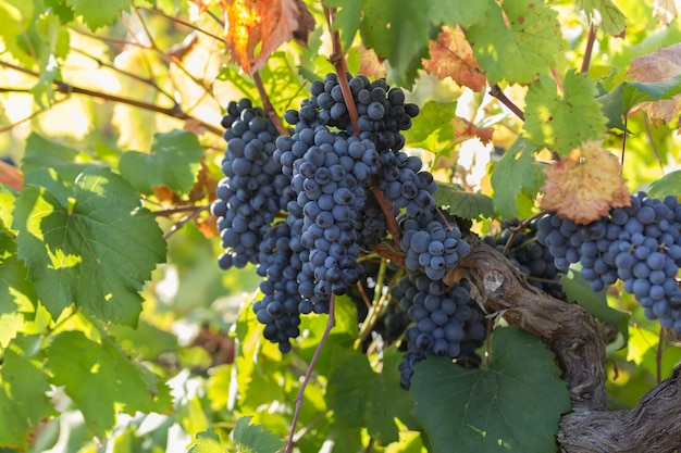 Uvas Roxas Maduras Com Folhas Em Estado Natural Vinhedo Na