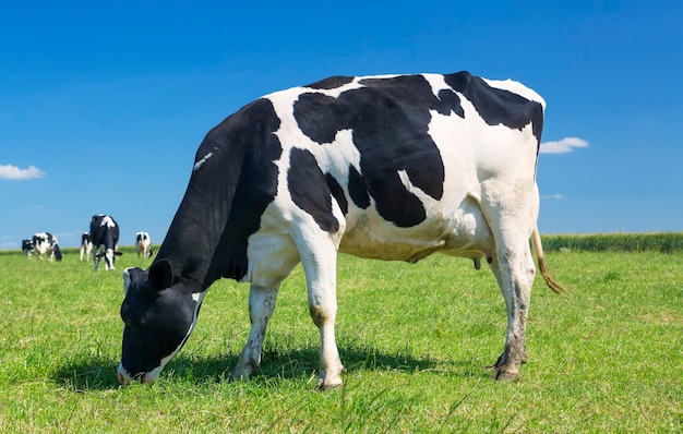 Vaca pastando em um prado verde Foto gratuita