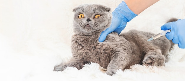 Vacinação de gatos. medicina veterinária | Foto Premium