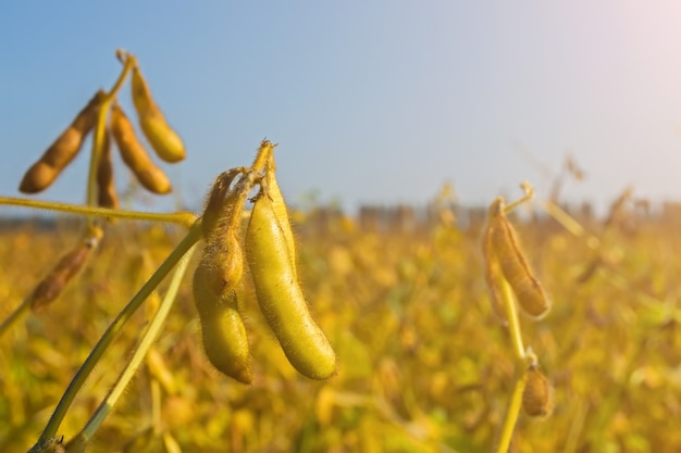 Vagens de soja geneticamente modificada durante o período de maturação no campo Foto Premium