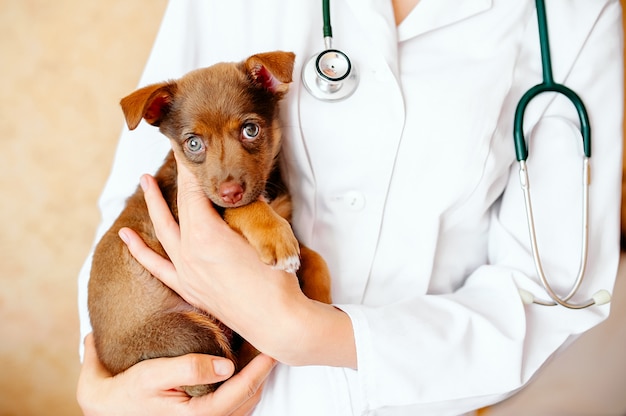 Veterinário examinando um cachorro fofo Foto Premium
