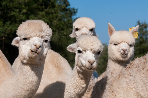 Vicugna alpacas camelid cria herbívoro rebanho | Foto Premium