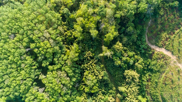 Vista A Rea Drone Tiro Cima Baixo De Floresta Verde Bonito