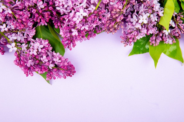 Fundo Flores Lilas Png - Ohotel Wallpaper