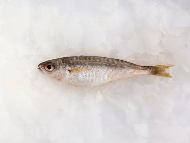 Vista superior de peixe fresco em cubos de gelo Foto gratuita