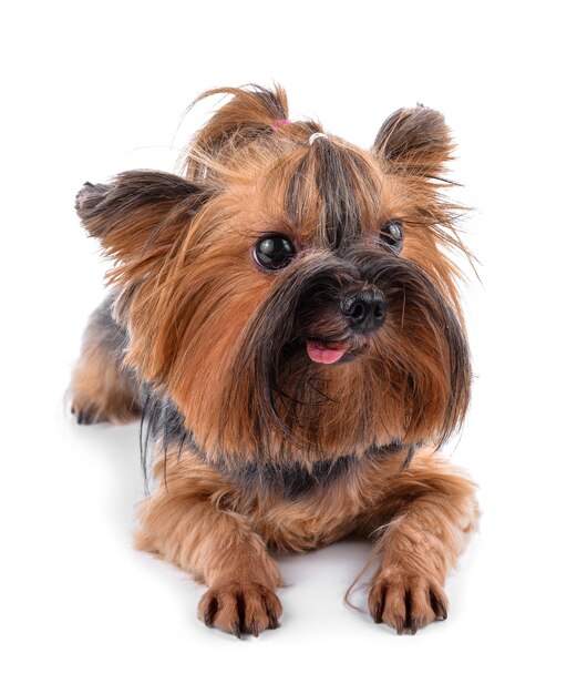 Yorkshire Terrier Isolado No Branco Foto Premium