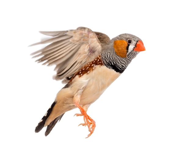 Zebra Finch Voando Taeniopygia Guttata Contra O Espaco Em Branco Foto Premium