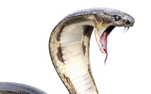 3d king cobra die längste giftige schlange der welt lokalisiert auf