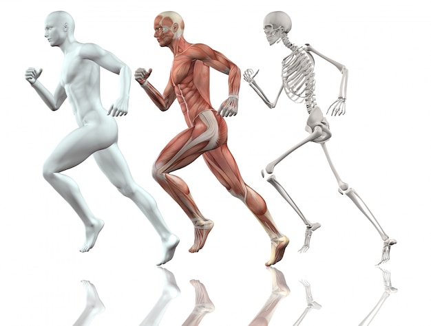 Kostenlos-Foto | 3d männliche figur läuft mit der haut und muskel-skelett  karte