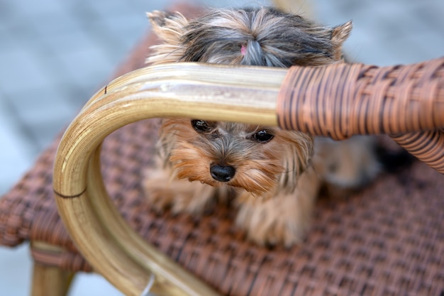 8 Monate Alter Welpe Des Yorkshire Terrier Mini Premium Foto