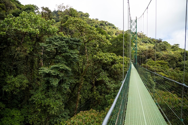 Abenteuer Hangebrucke Im Regenwald In Costa Rica Kostenlose Foto