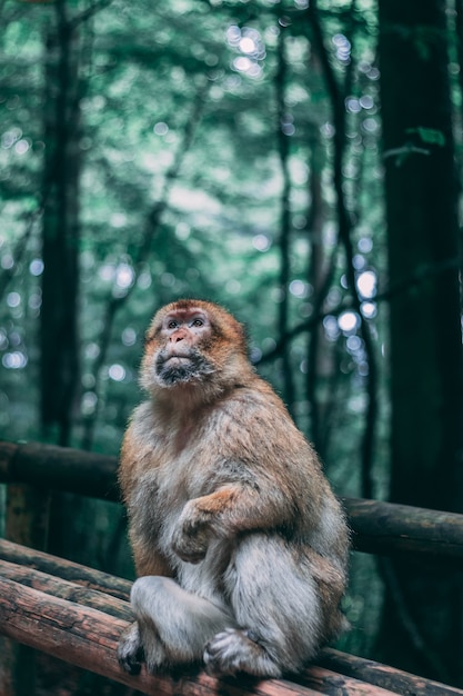 Affe Der Auf Einem Holzernen Zaun Im Dschungel Sitzt Kostenlose Foto