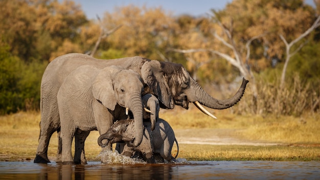 Afrikanische Elefanten Zusammen In Der Natur Kostenlose Foto