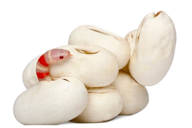 Albinos Milchschlange Oder Milchschlange Lampropeltis Triangulum Ruthveni Premium Foto