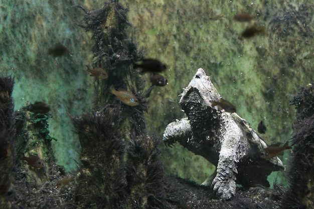 Alligator Schnappschildkrote Im Schuppen Aquarium Chicago Il Usa Premium Foto