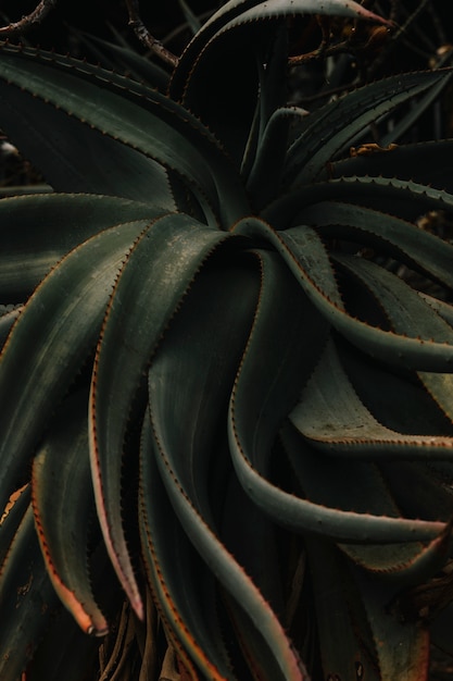 Aloe vera pflanze im garten Kostenlose Foto