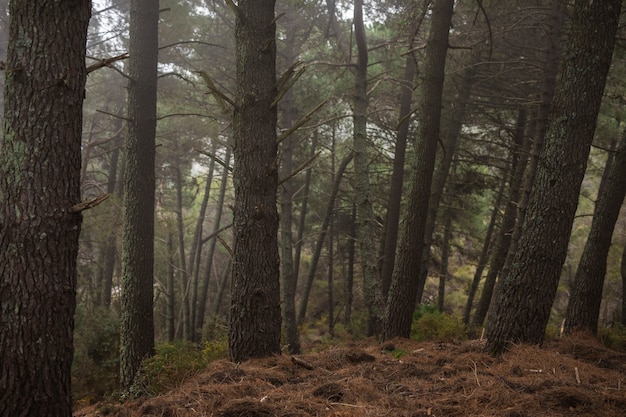 Alte Hohe Baume Im Schonen Wald Kostenlose Foto