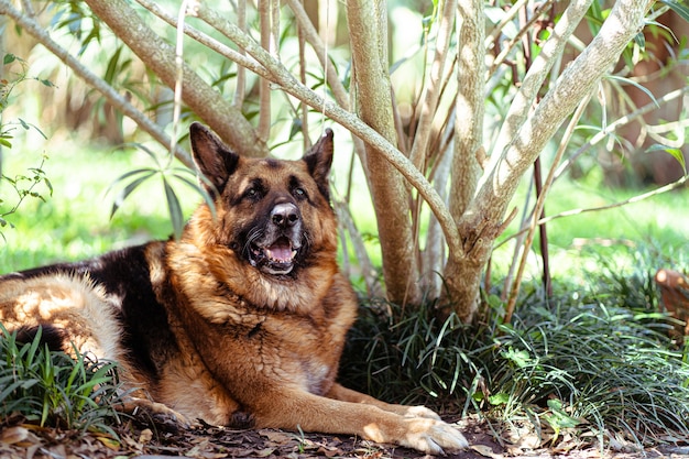 Alter Deutscher Schaferhund Der An Einem Sonnigen Tag Neben Einem Baum In Einem Garten Liegt Kostenlose Foto