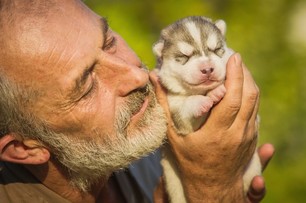 Alter Mann Kusst Einen Neugeborenen Welpen Huskies Siberian Husky Welpe In Den Handen Europaischer Manner Zuchter Freut Sich Uber Neugeborene Welpen Premium Foto