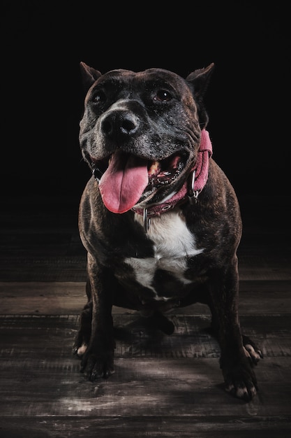 American race stafford terrier Premium Fotos