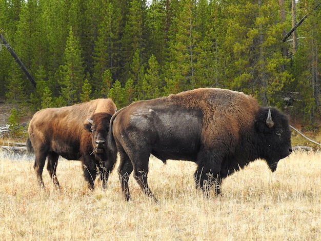 Bilder Amerikanischer Bison Gratis Vektoren Fotos Und Psds