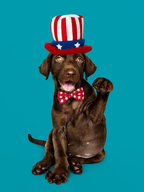 Amerikanischer labrador-welpe Kostenlose Fotos