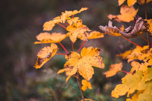 Faszinierend: Das Gelbe Blatt 🍂