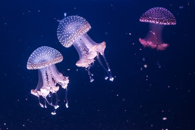 Australische gefleckte quallen im wasser PremiumFoto