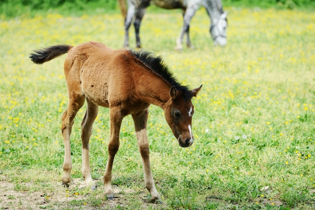 Baby Pferd Im Gras Premium Foto