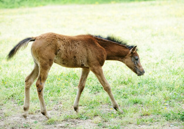 Baby Pferd Im Gras Premium Foto