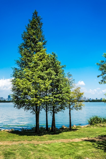  Baum  mit see  Kostenlose Foto