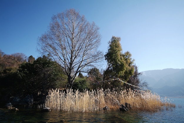Baum ohne blätter in einem grünen wald Kostenlose Fotos