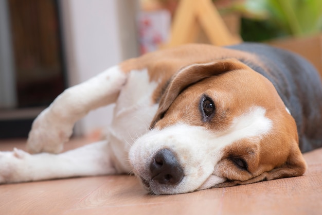 Beagle hund schläft und sah mit einem angenehmen anblick aus PremiumFoto