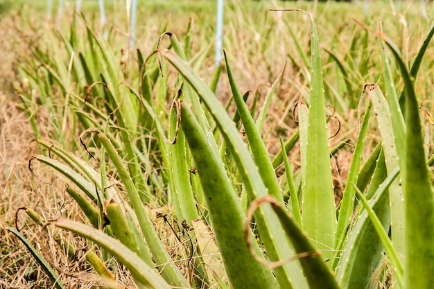 Bearbeitung der aloe vera in thailand. Premium Fotos