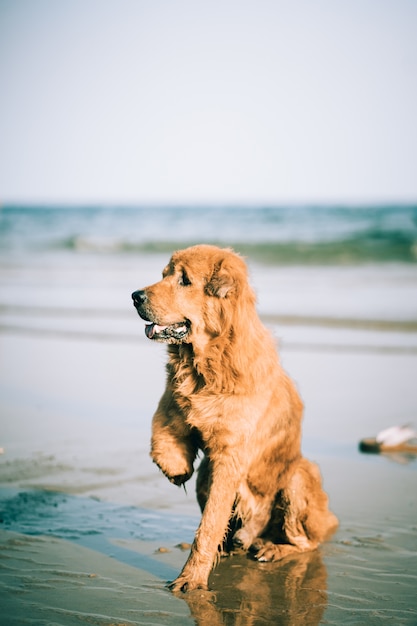 Behinderter hund, der auf dem strand sitzt PremiumFoto