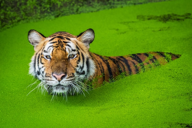 Bengal Tiger Im Wasser Premium Foto