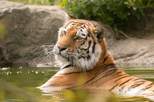 Bengalischer Tiger Der Mit Dem Kopf Nach Oben Im Wasser Liegt Premium Foto