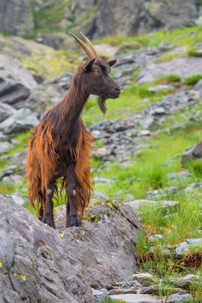 Bergziege Auf Den Italienischen Alpen Premium Foto