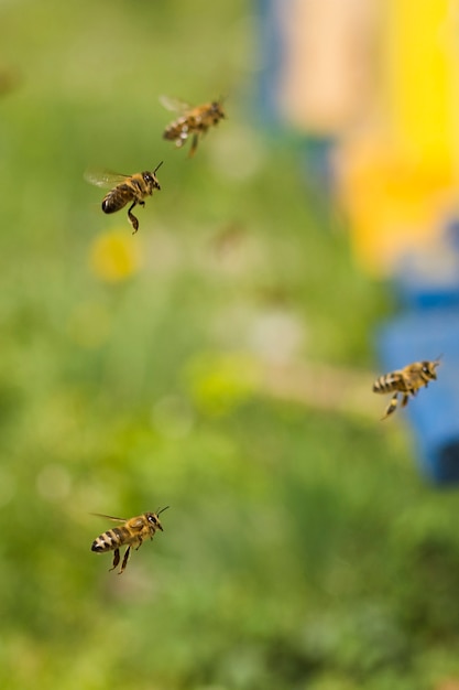 Bienen Fliegen | Premium-Foto